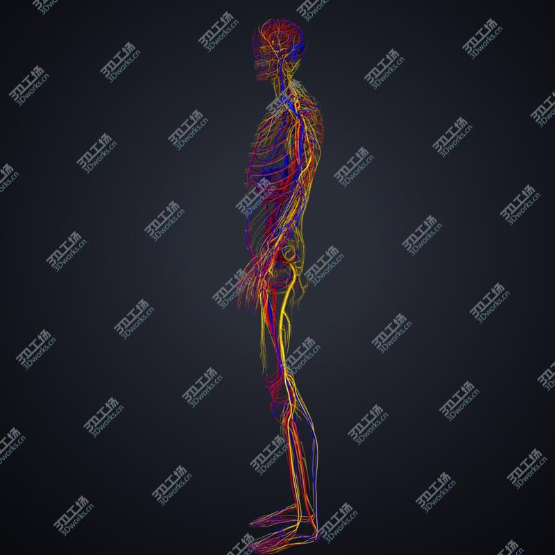 images/goods_img/20210319/3D model Arteries, veins and nerves/2.jpg